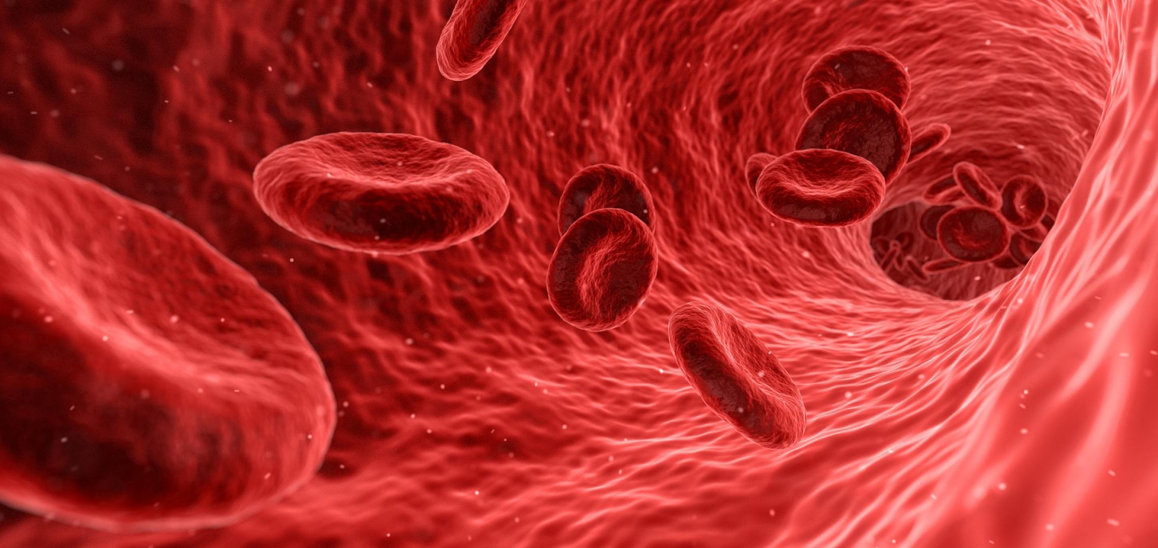 Red lood Cells animated image